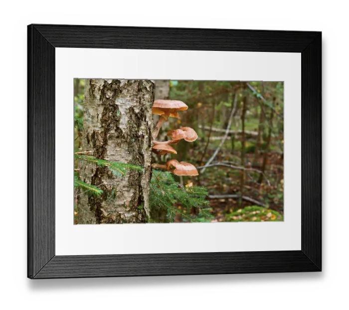 Framed Print : Mushrooms on the birch in the forest