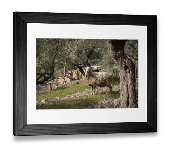 Framed Print : Fornalutx olive groves, Majorca Framed Print : Fornalutx olive groves, Majorca