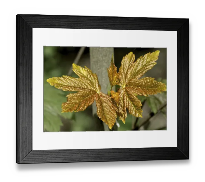 Framed Print : Fresh maple leaves in spring Framed Print : Fresh maple leaves in spring