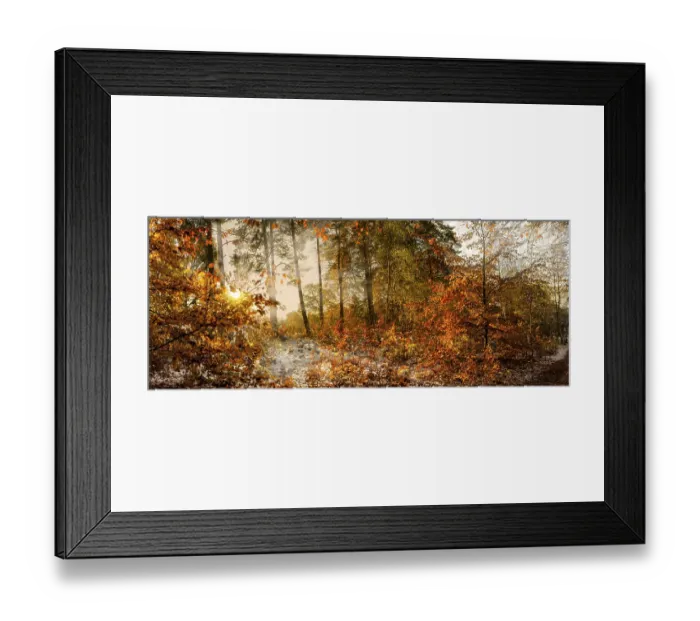 Framed Print : Backlight in the beech forest, Winter