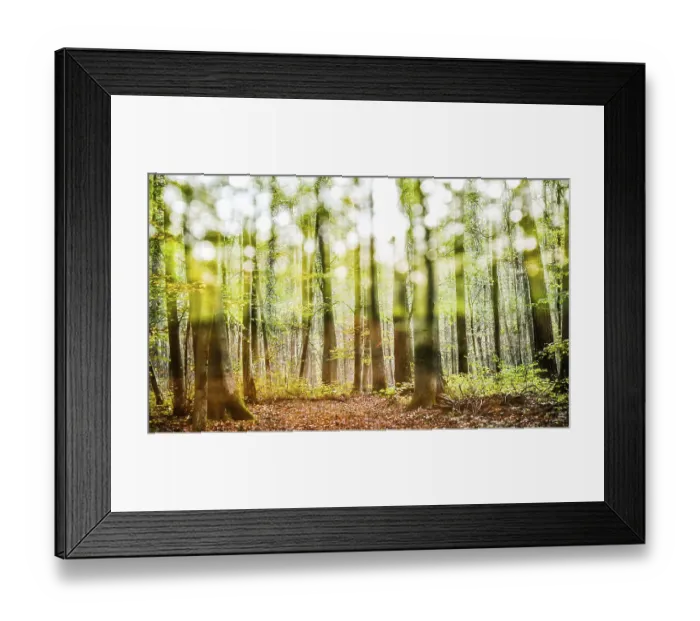 Framed Print : Forest Lower Franconia