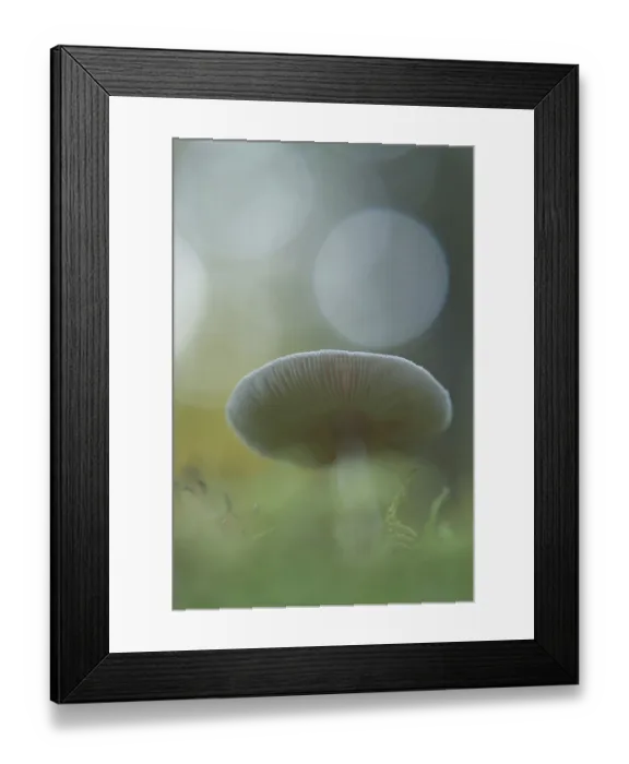 Framed Print : Roof fungus (Pluteus cervinus)
