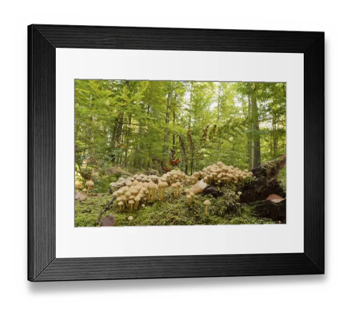 Framed Print : Sulphur tuft (Hypholoma fasciculare)