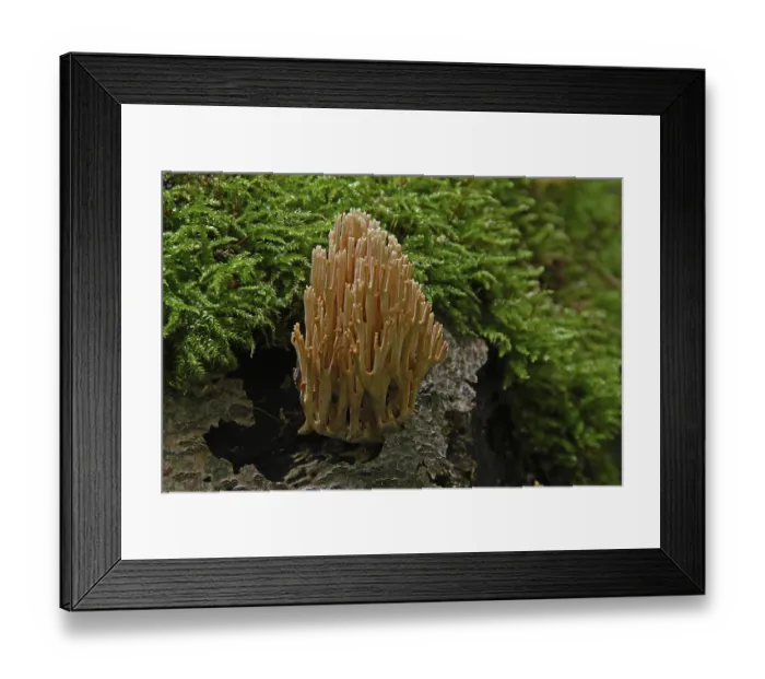 Framed Print : Stiff coral (Ramaria stricta)