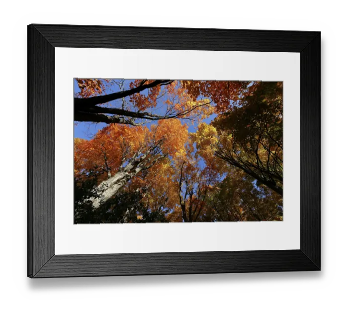 Framed Print : Nature, autumnal forest, view from below into the tree tops