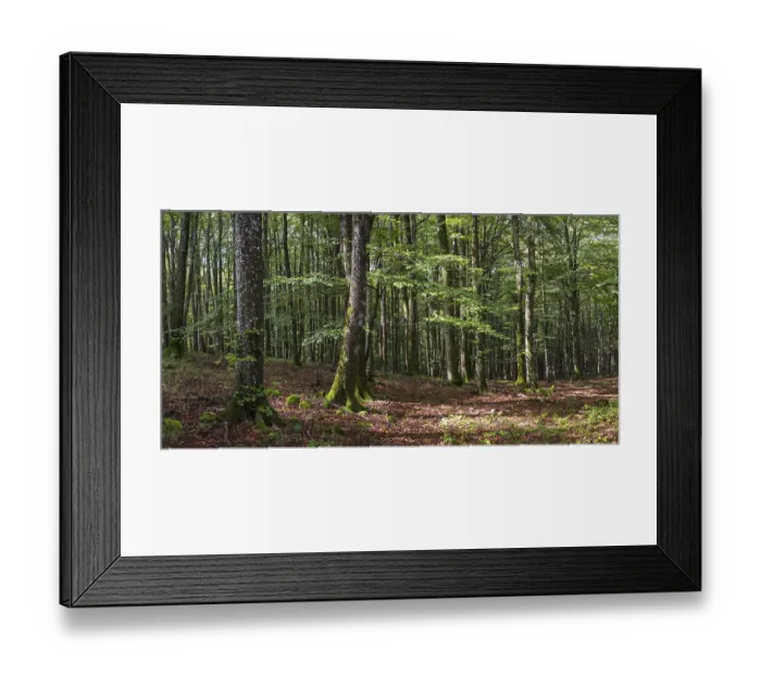 Framed Print : Beech forest near Lizarrusti, Alleko Tour
