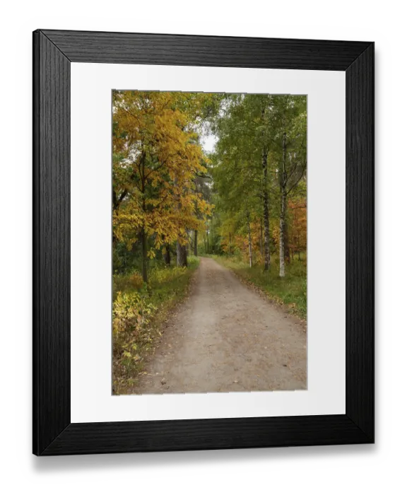 Framed Print : Autumn season forest landscape with maple yellow leaves on the ground Framed Print : Autumn season forest landscape with maple yellow leaves on the ground
