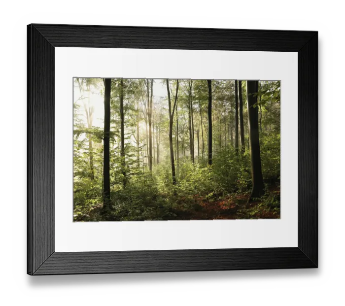 Framed Print : Beech trees in autumn forest on a foggy morning