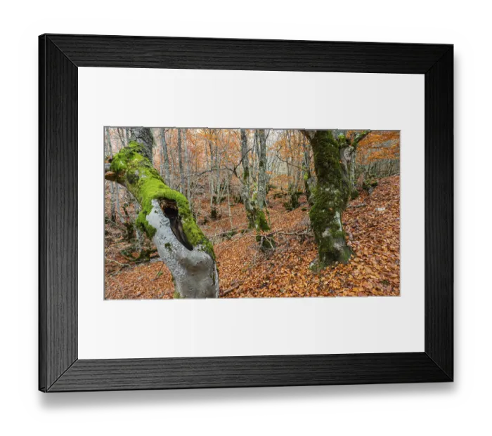Framed Print : Hayedo de la Pedrosa Natural Protected Area Framed Print : Hayedo de la Pedrosa Natural Protected Area