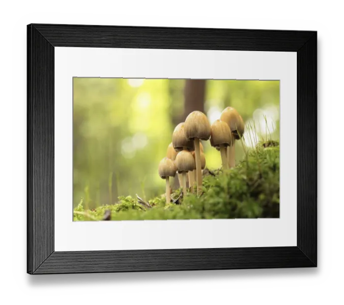 Framed Print : Mushrooms growing on a tree trunk in the forest Framed Print : Mushrooms growing on a tree trunk in the forest
