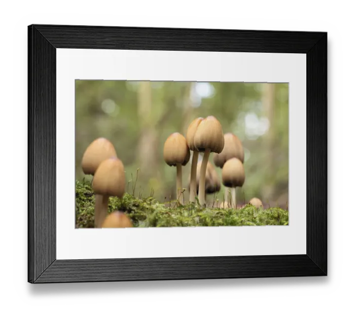 Framed Print : Mushrooms growing on a tree trunk in the forest