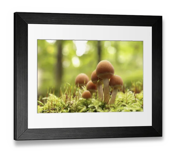 Framed Print : Mushrooms growing on a tree trunk in the forest Framed Print : Mushrooms growing on a tree trunk in the forest