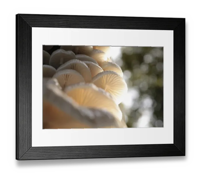 Framed Print : Mushrooms growing on a tree trunk in the forest