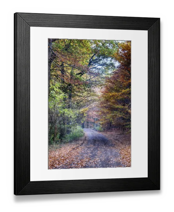 Framed Print : Colourful autumn in the beech forest Framed Print : Colourful autumn in the beech forest