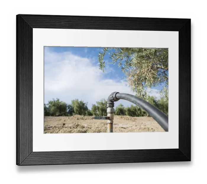 Framed Print : Olive trees and irrigation systems