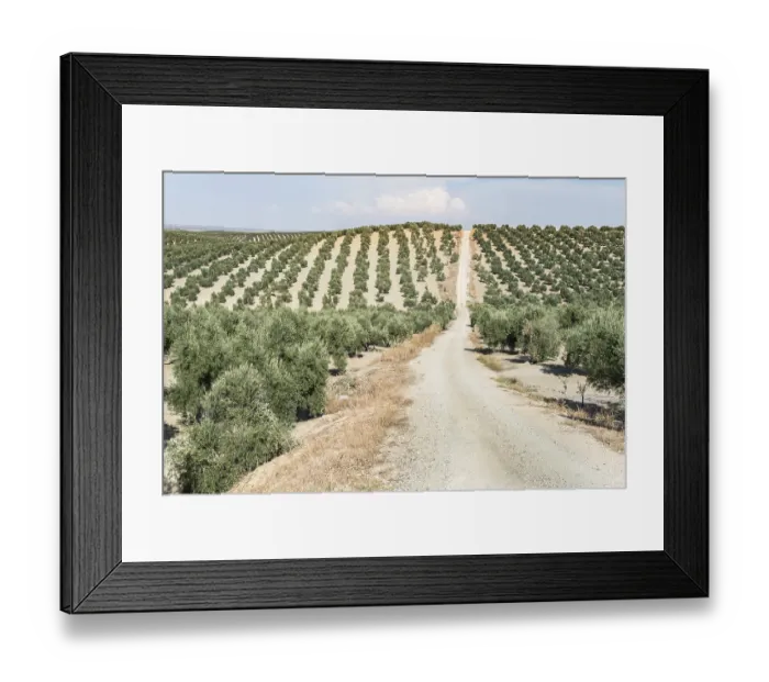Framed Print : Olive trees and dirt road in olive plantation