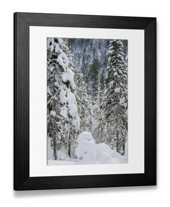 Framed Print : Winter wild snow covered firtree forest