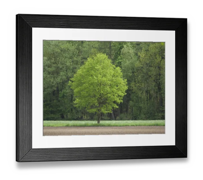 Framed Print : Single green tree stands in a meadow in front of a forest edge