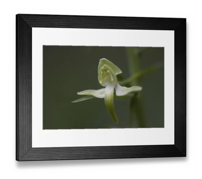 Framed Print : Greater butterfly-orchid (Platanthera chlorantha)