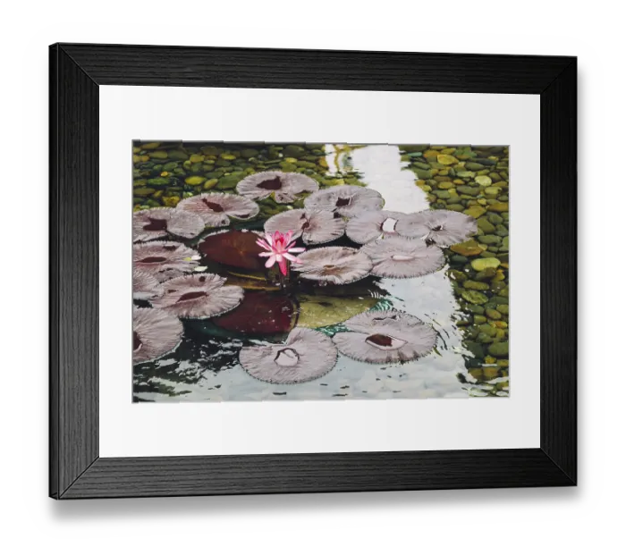 Framed Print : Pink lotus flower on pond