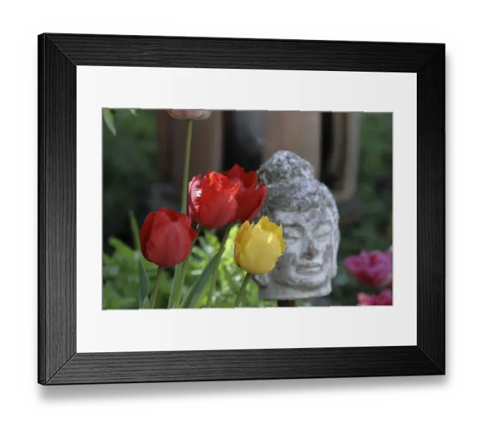 Framed Print : Red and yellow tulips next to a Buddha statue in the garden Framed Print : Red and yellow tulips next to a Buddha statue in the garden