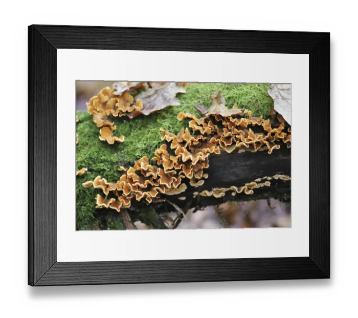 Framed Print : Oak layer fungus (Stereum gausapatum)