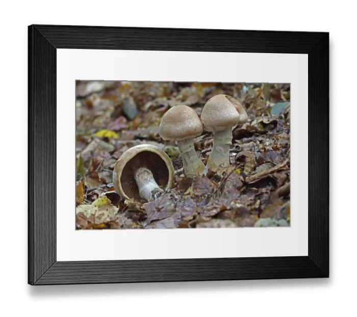 Framed Print : Ripe mushroom (Rozites caperstus) Framed Print : Ripe mushroom (Rozites caperstus)