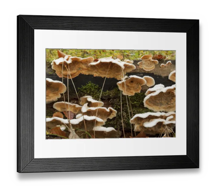 Framed Print : Hairy Stereum (Stereum hirsutum)