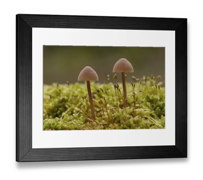 Framed Print : Orange spleenwort (Mycena crocata)
