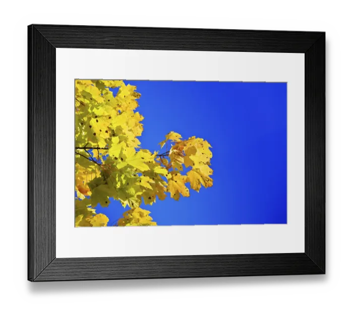 Framed Print : Maple branch on a background of the blue sky
