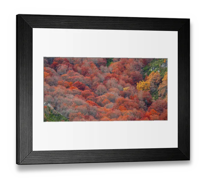Framed Print : Hayedo de la Pedrosa Natural Protected Area