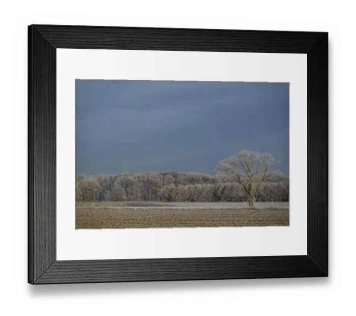 Framed Print : A lone tree stands in a frosty field with a forest in the background Framed Print : A lone tree stands in a frosty field with a forest in the background