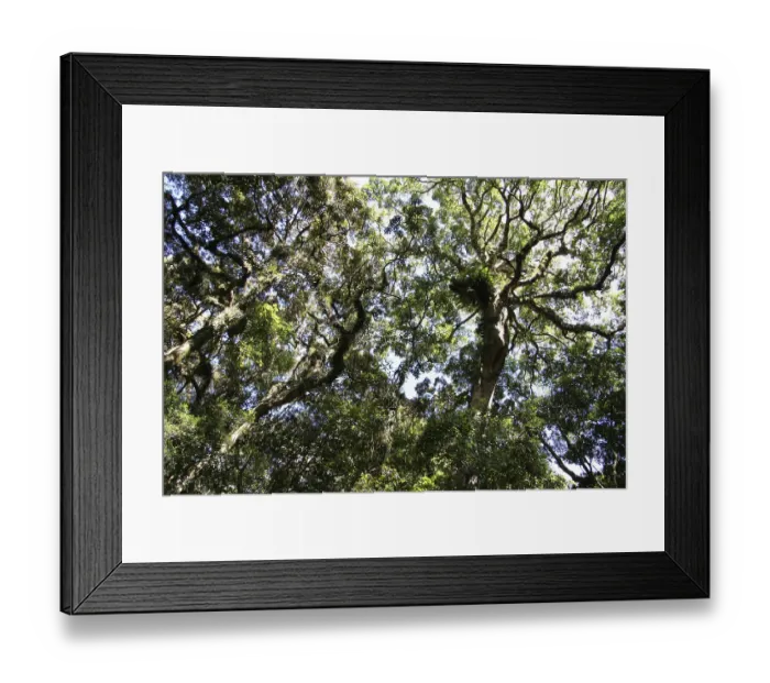 Framed Print : Bunya Mountains National Park in Australia