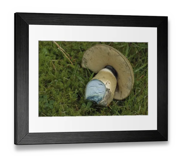 Framed Print : Cornflower boletus (Gyroporus cyanescens)