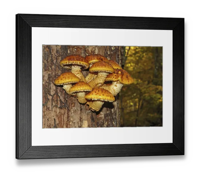 Framed Print : Golden-furred scaly fungus (Pholiota aurivella)