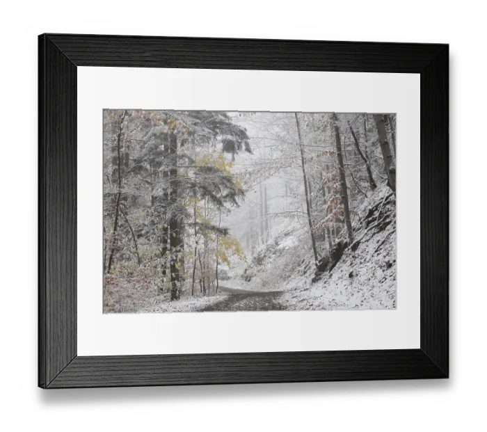 Framed Print : Path through the winter forest among beech trees covered with fresh snow