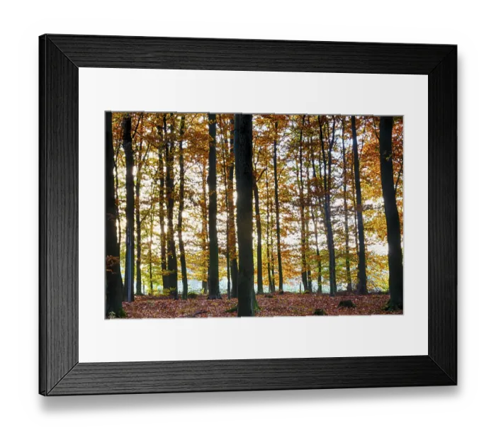 Framed Print : Colourful autumn in the beech forest Framed Print : Colourful autumn in the beech forest