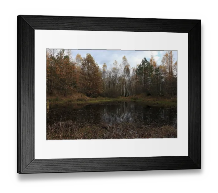 Framed Print : Birch quarry forest, Bavaria Framed Print : Birch quarry forest, Bavaria