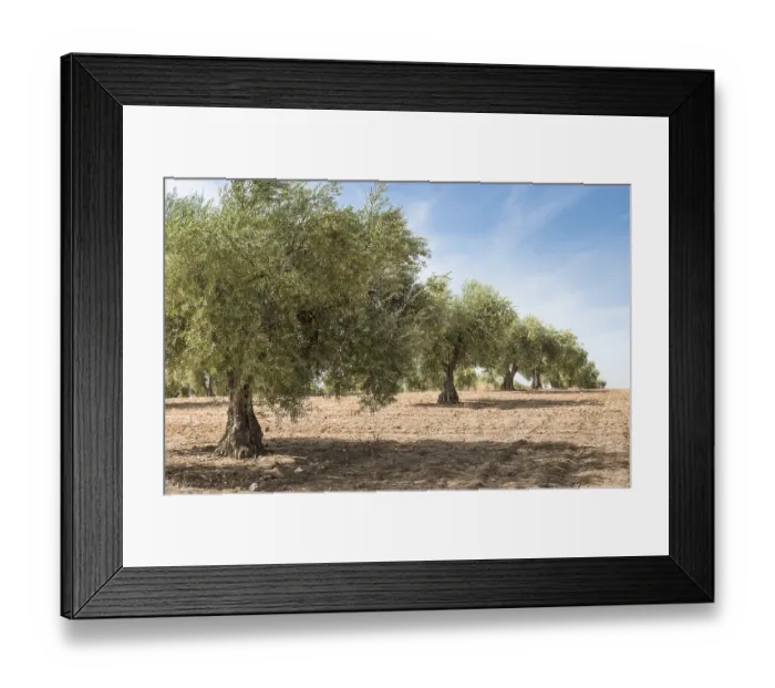 Framed Print : Olive plantation with many trees