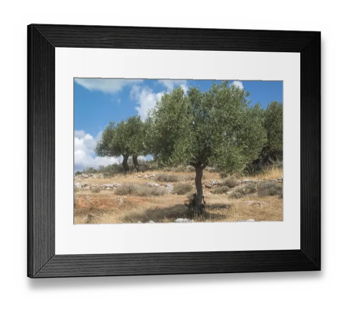 Framed Print : Olive trees in plantation. Agricultural land