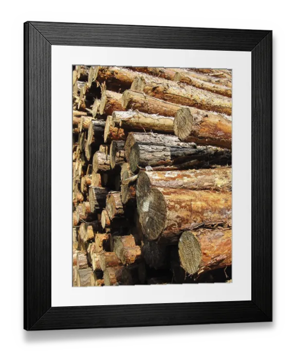 Framed Print : Stacked tree trunks in the forest stacked tree trunks in the forest Framed Print : Stacked tree trunks in the forest stacked tree trunks in the forest