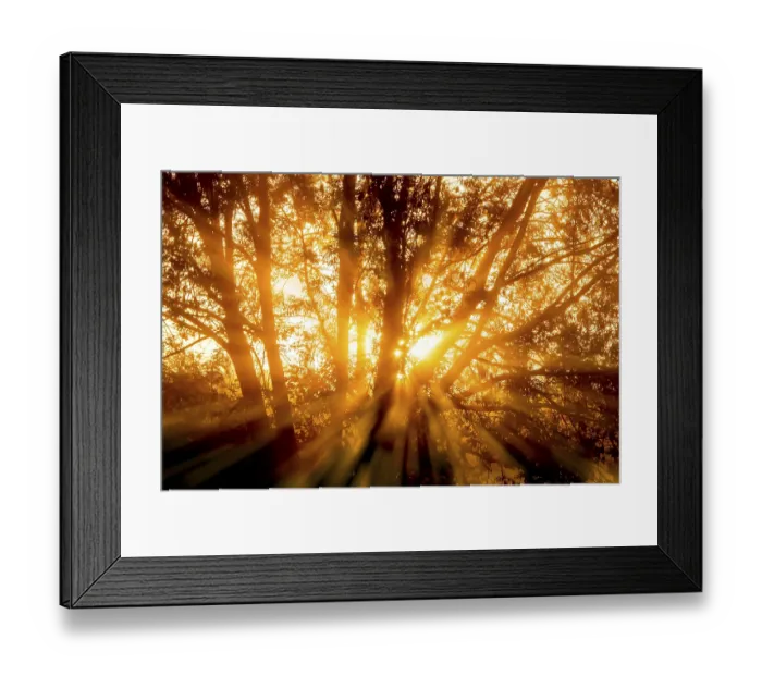Framed Print : The rays of the morning sun penetrate the trees of a forest Framed Print : The rays of the morning sun penetrate the trees of a forest