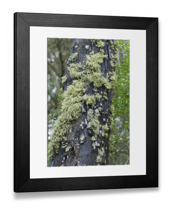 Framed Print : Pine trunk with moss and lichens in a coniferous forest