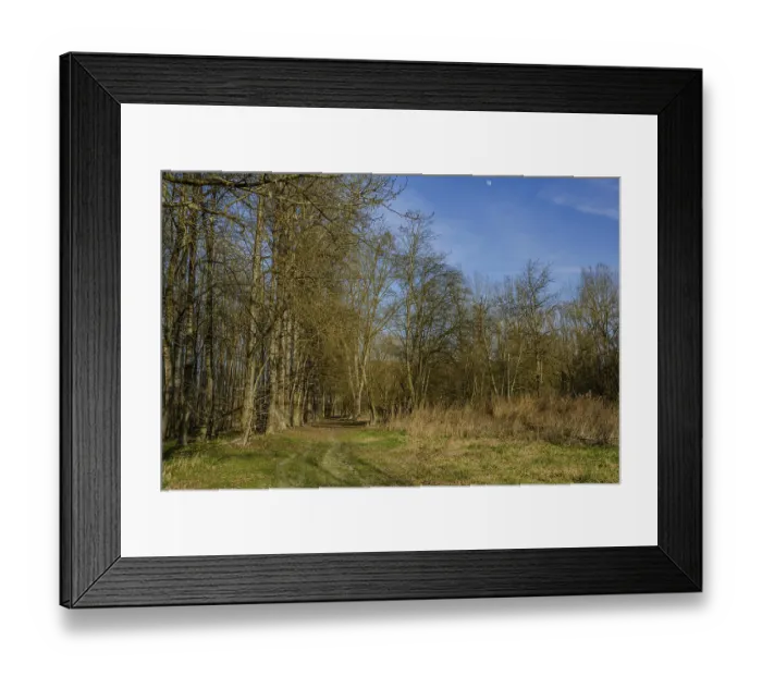 Framed Print : A tree-lined path beneath a blue sky with moon