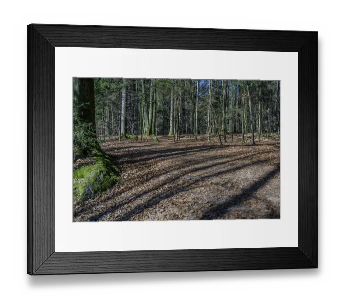 Framed Print : Long shade of trees on a deciduous soil in a dense forest area