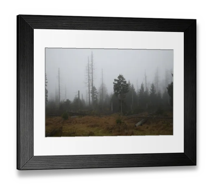 Framed Print : Harz, Tree death, Foggy forest with bare trees and autumn vegetation