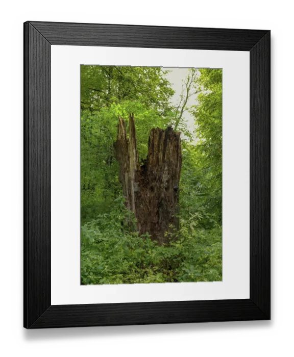 Framed Print : Dead tree trunk in the Sababurg primeval forest