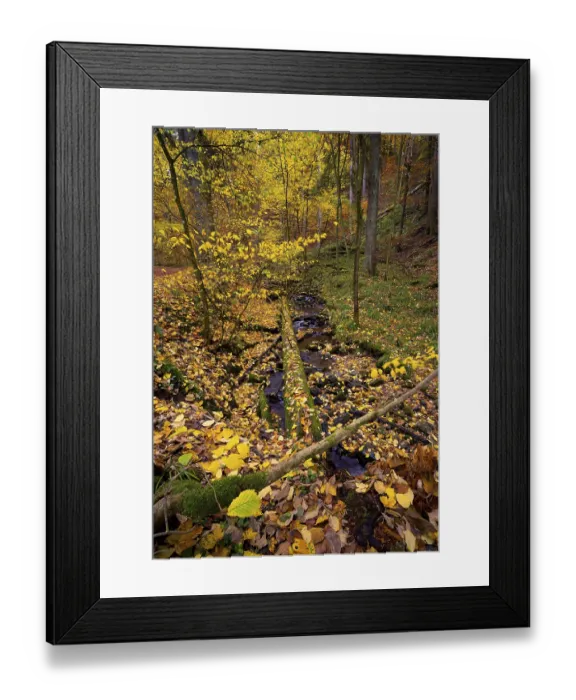 Framed Print : Field stream in the Cascade Gorge with autumn leaves Framed Print : Field stream in the Cascade Gorge with autumn leaves