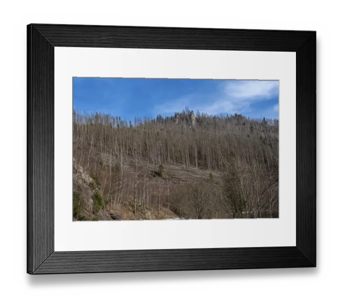 Framed Print : Partially dead trees, spruces, on the Huthberg in the Harz Mountains