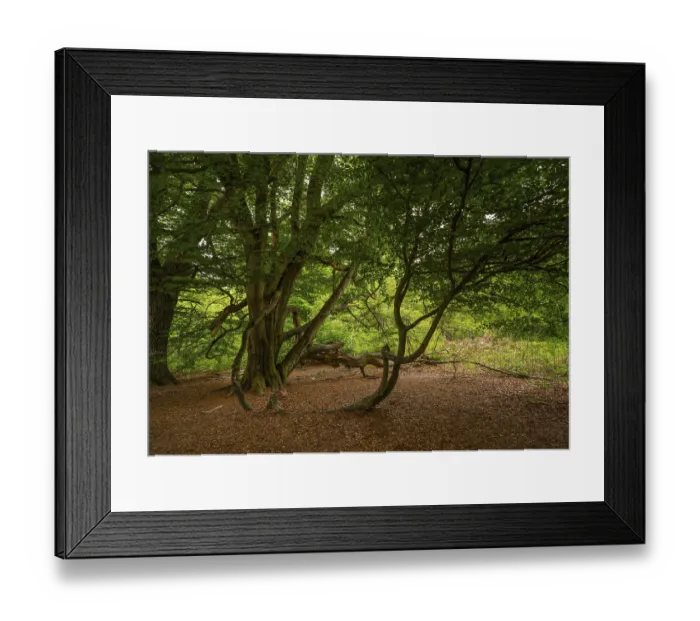 Framed Print : Beech (Fagus) with snake branch in the Sababurg primeval forest Framed Print : Beech (Fagus) with snake branch in the Sababurg primeval forest